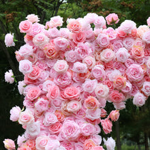 Load image into Gallery viewer, 8x8 ft Fabric Roll-up Wedding Arch Backdrop [Pink Serenade Rose Arch Frame] for Ceremony, Photo Booth &amp; Floral
